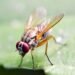 Recent AI Tools Identify Various Fruit Fly Behaviors: a Breakthrough for Genetics Studies