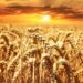 Adding Spatial and Regional Data Improves AI Crop Yield Forecasts