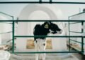 Precision Dairy Science and Machine Learning Lead to Early Detection of Calf-killing Respiratory Disease