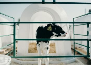 Precision Dairy Science and Machine Learning Lead to Early Detection of Calf-killing Respiratory Disease